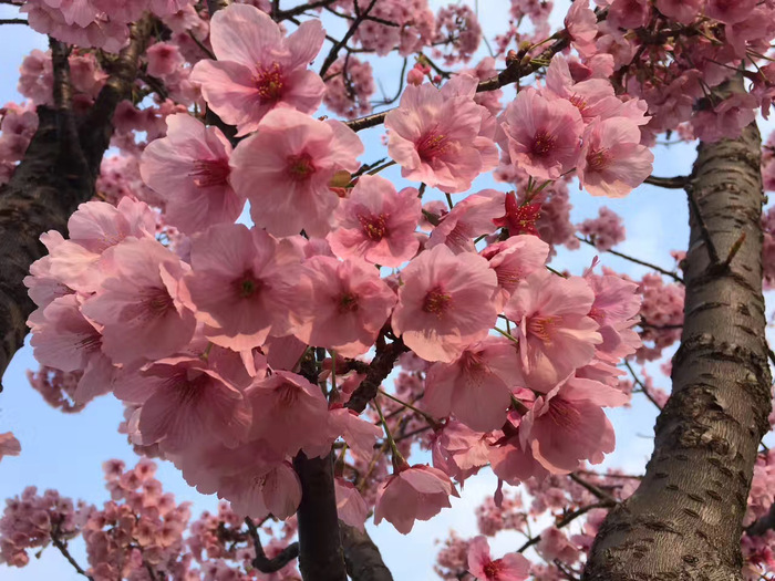 花开之处，便是故地  第15张