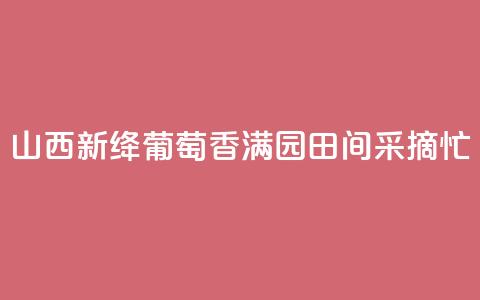 山西新绛：葡萄香满园 田间采摘忙  第1张
