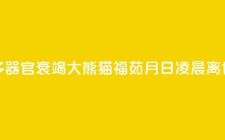 多器官衰竭 大熊猫“福茹”8月16日凌晨离世