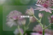 哔哩哔哩www